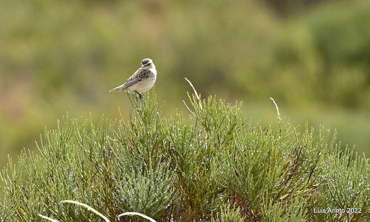 Whinchat - ML488448021