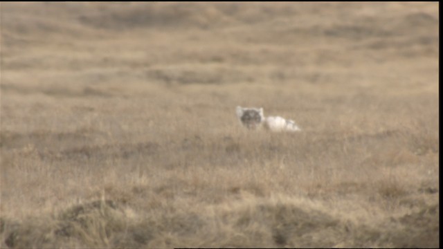 Arctic Fox - ML488449