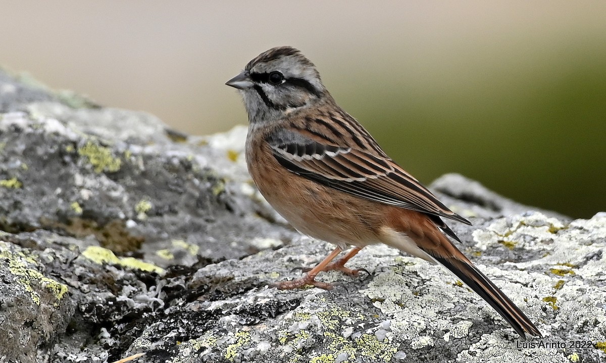 Rock Bunting - ML488449501