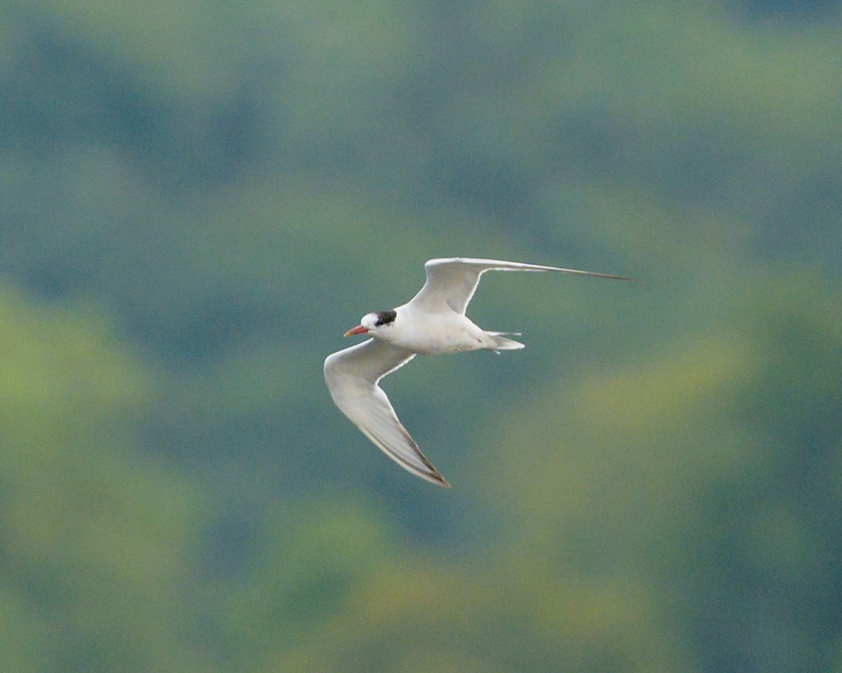 Common Tern - mark kraus
