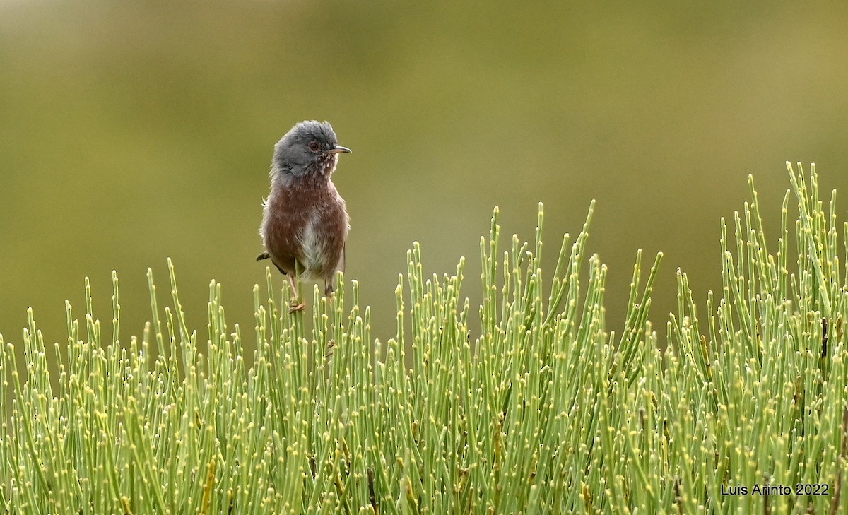 Dartford Warbler - ML488449711