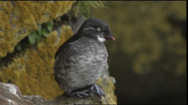 Least Auklet - ML488450