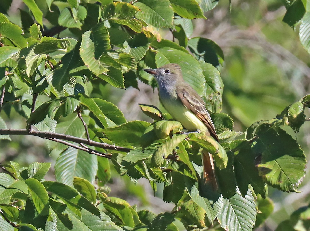 Great Crested Flycatcher - ML488450861
