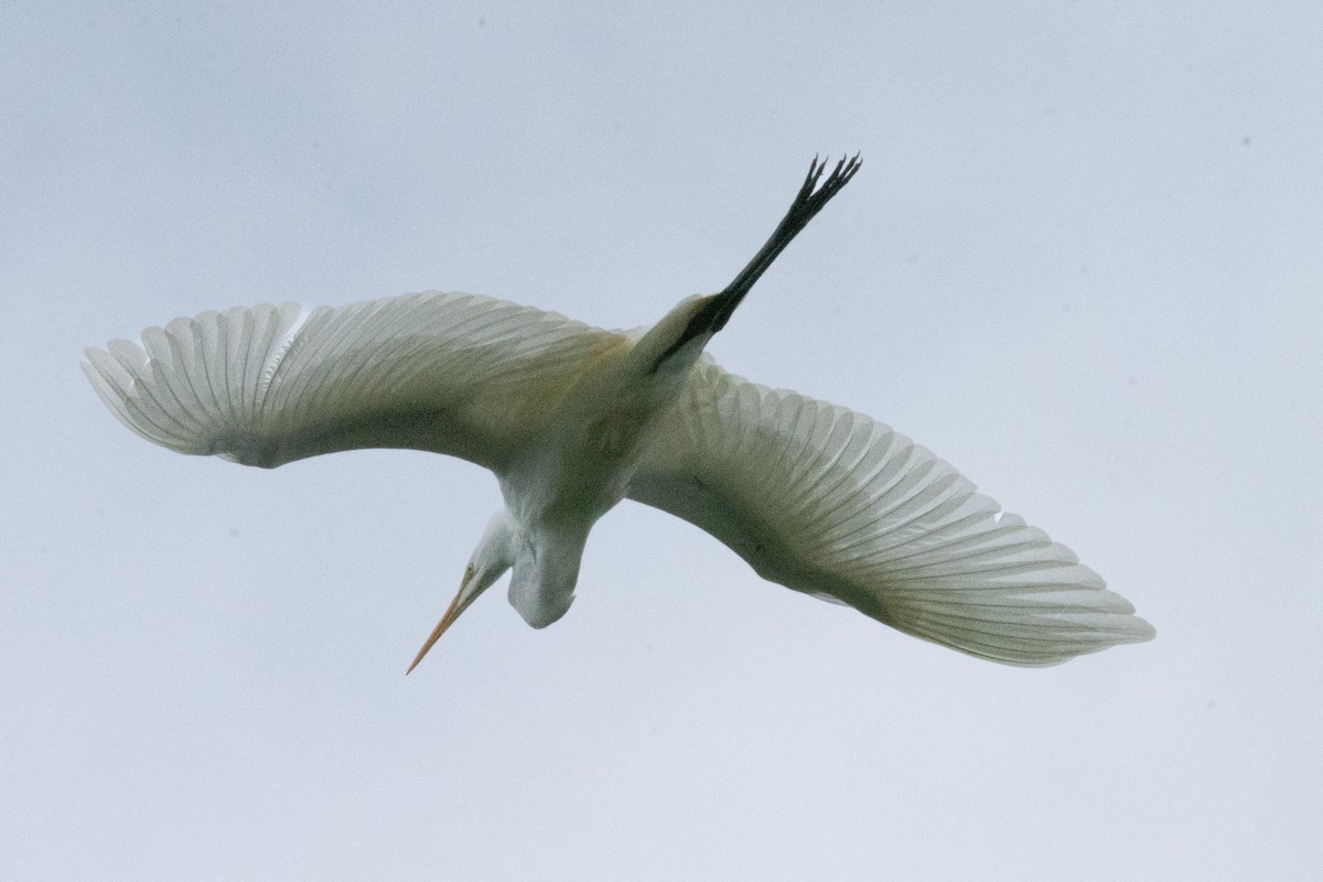 Great Egret - ML488451051