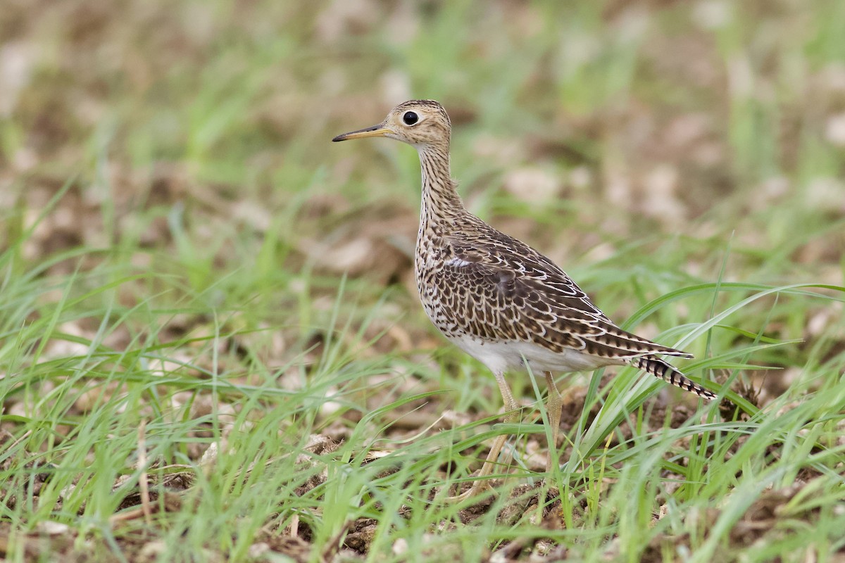 Upland Sandpiper - Noah Frade