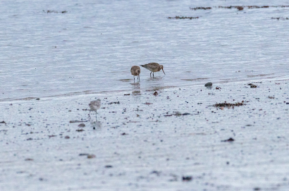 Hudsonian Godwit - ML488451891