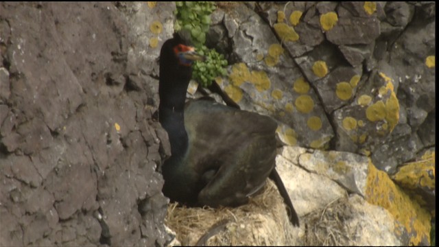 Red-faced Cormorant - ML488452