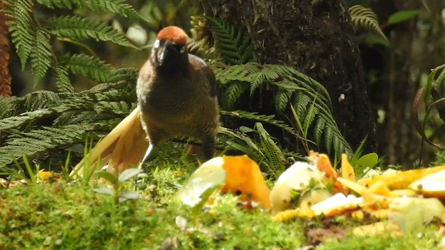 Brown Sicklebill - ML488452461