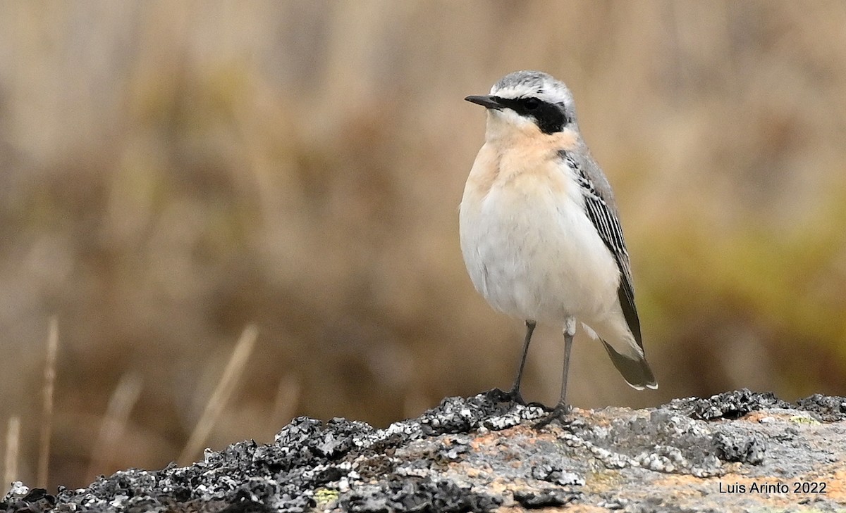 Northern Wheatear - Luis Arinto