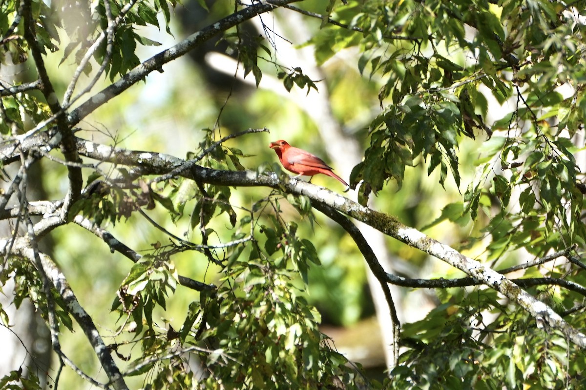 Summer Tanager - ML488453961