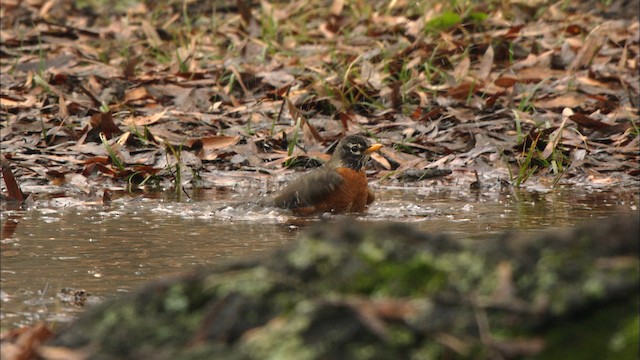 American Robin - ML488454