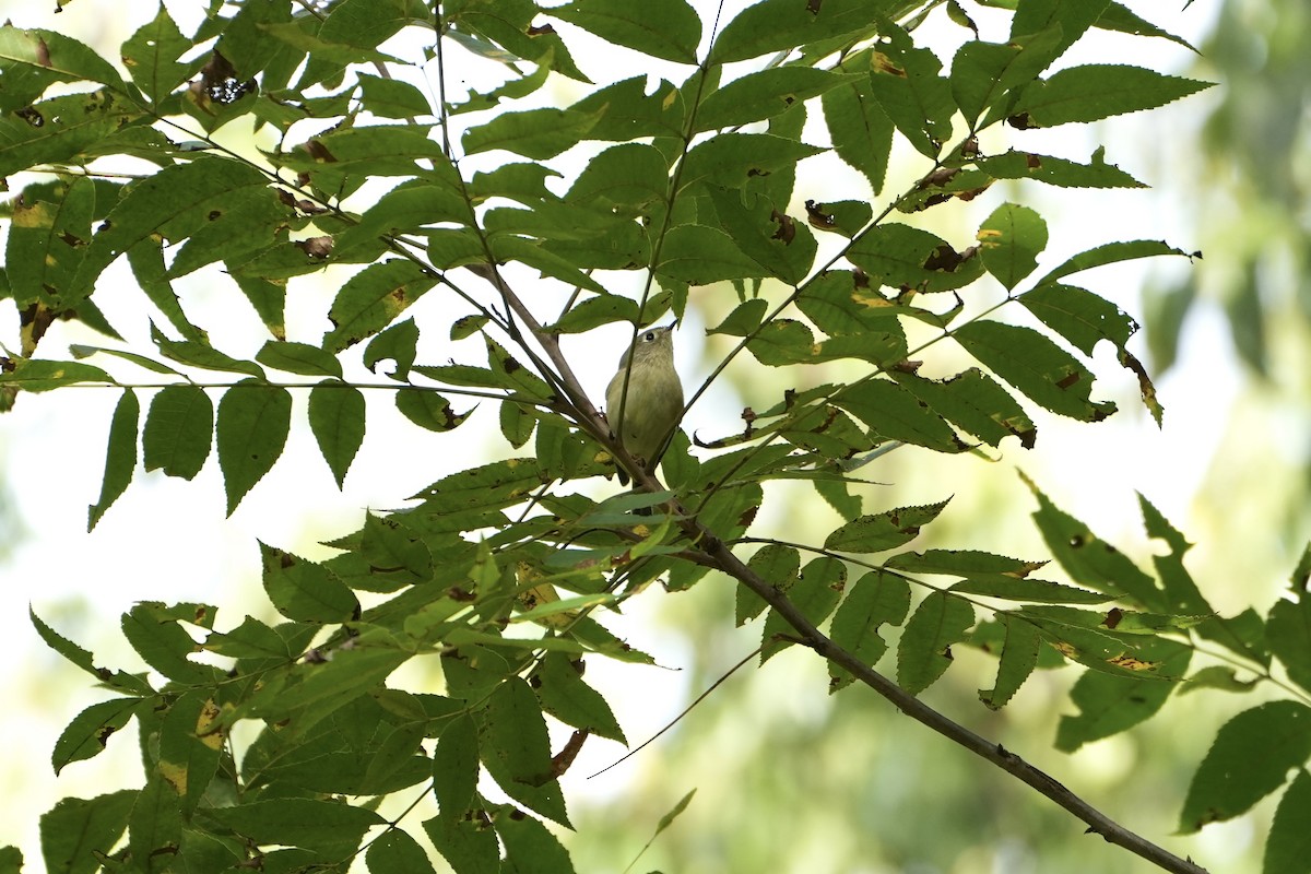 Roitelet à couronne rubis - ML488454471