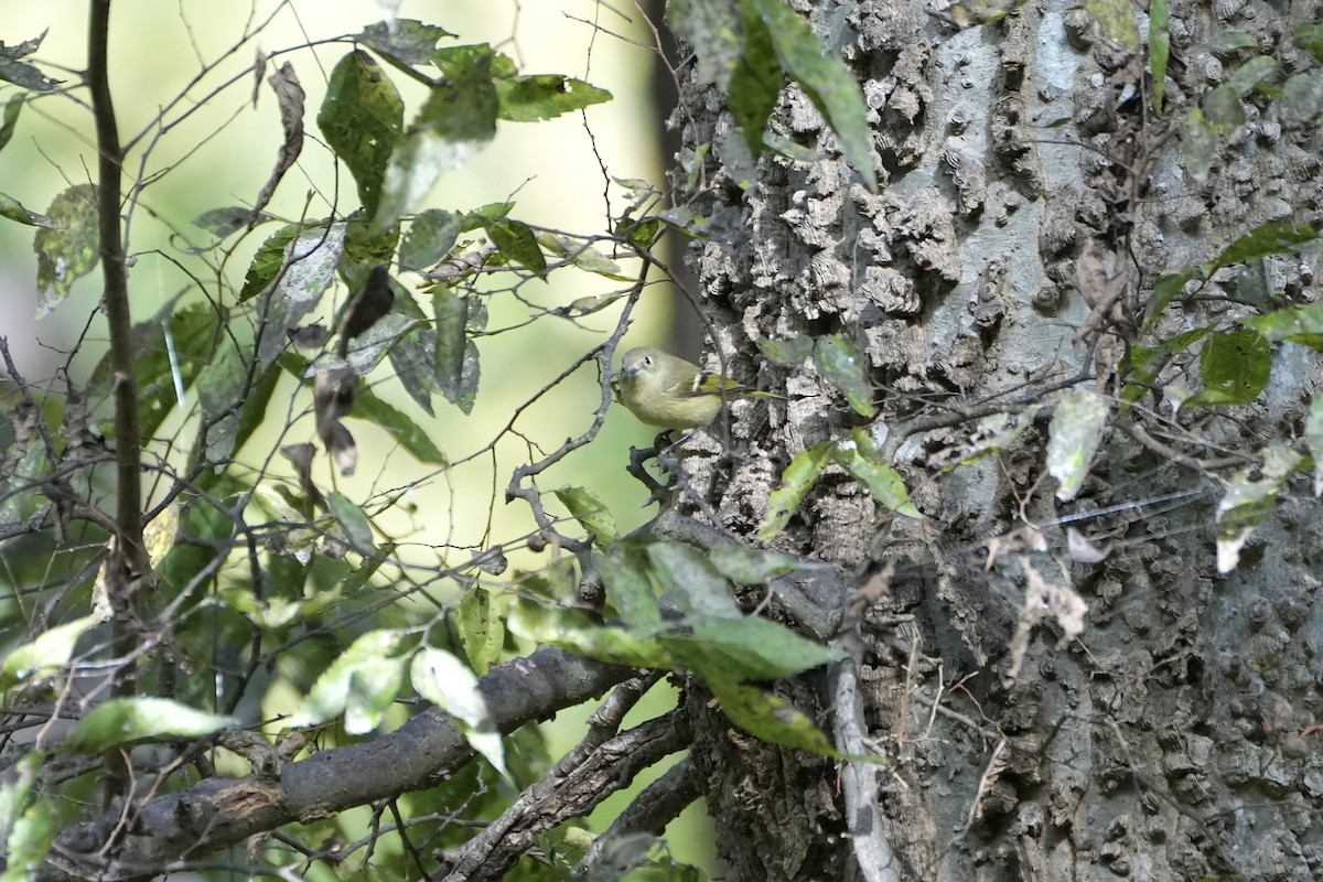 Ruby-crowned Kinglet - ML488454491