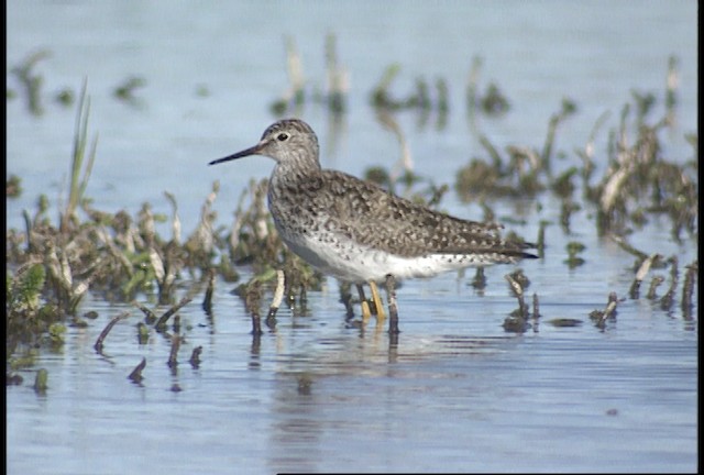 Lesser Yellowlegs - ML488455
