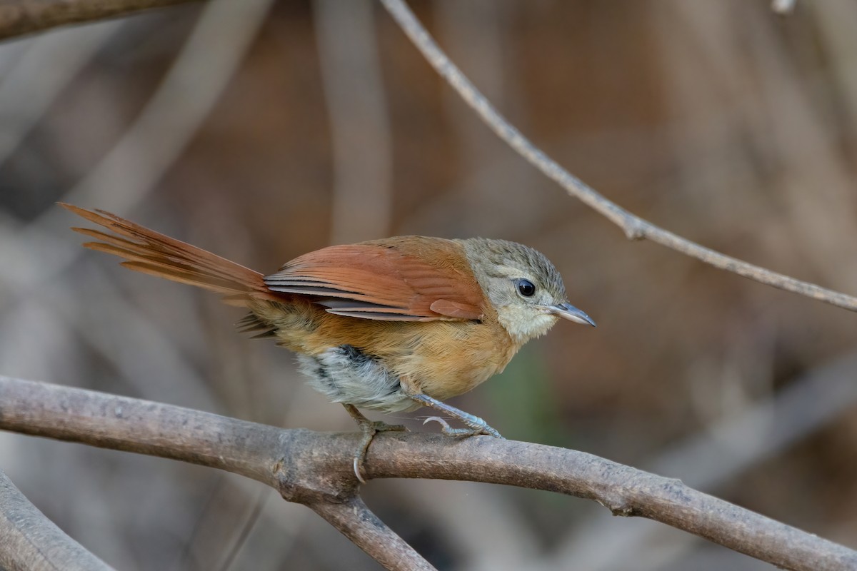 White-lored Spinetail - Marcos Eugênio (Birding Guide)