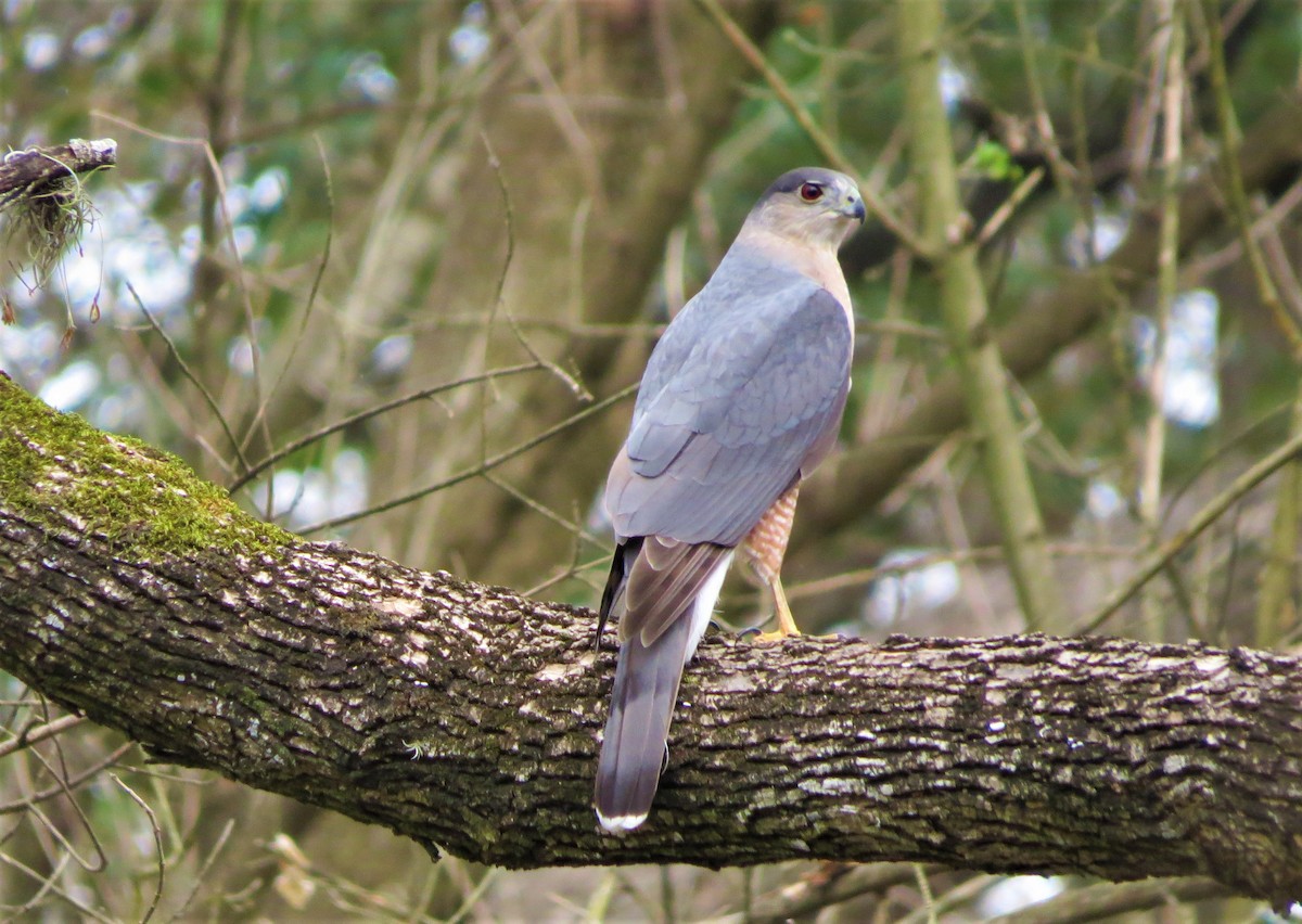 Cooper's Hawk - ML48845541