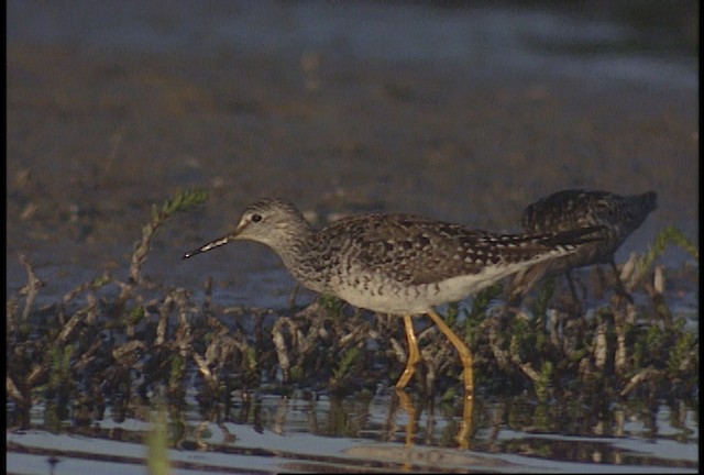 Lesser Yellowlegs - ML488456