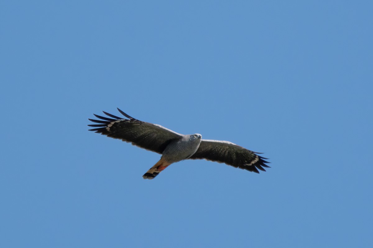 Crane Hawk - Marcos Eugênio Birding Guide