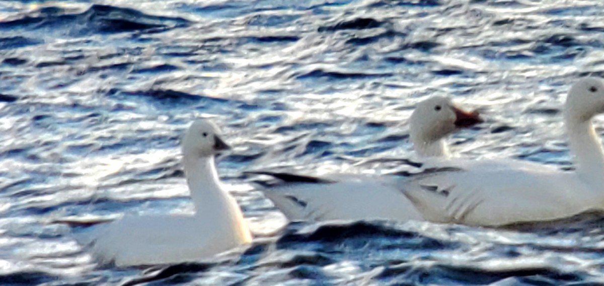 Ross's Goose - ML488456321