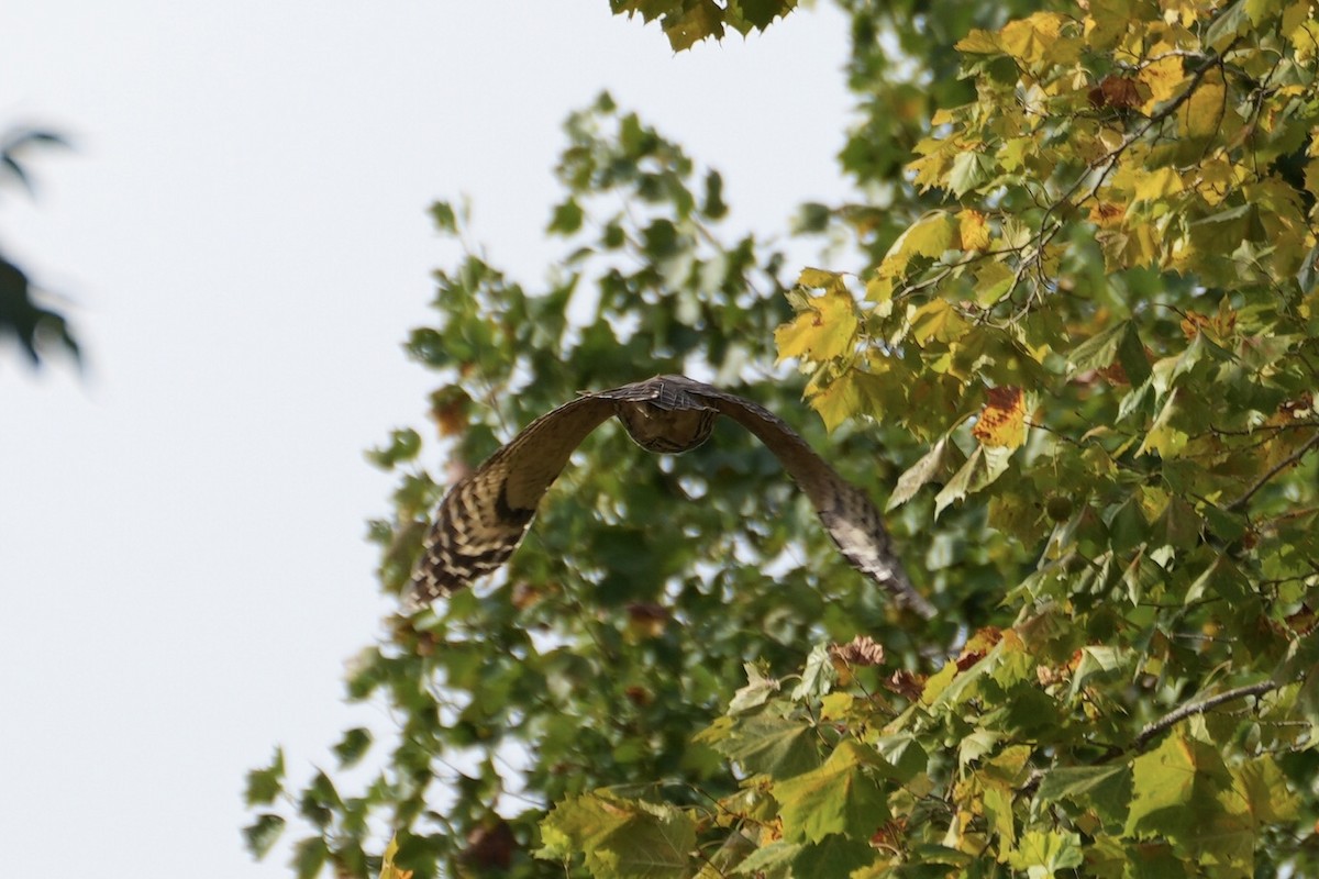 Barred Owl - ML488456561