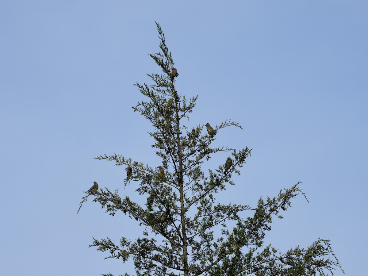 Cedar Waxwing - ML488456811