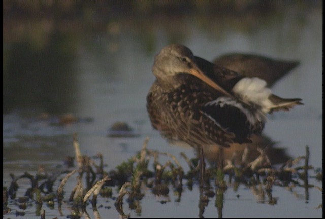 Hudsonian Godwit - ML488457