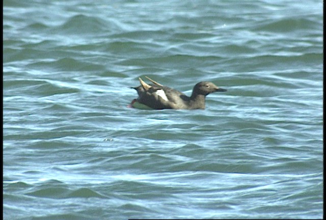 Pigeon Guillemot - ML488458