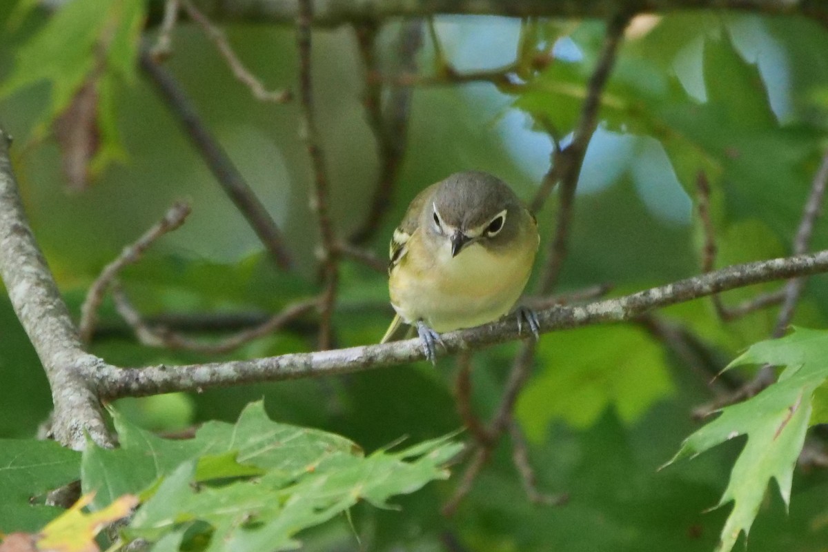 Blue-headed Vireo - ML488458401