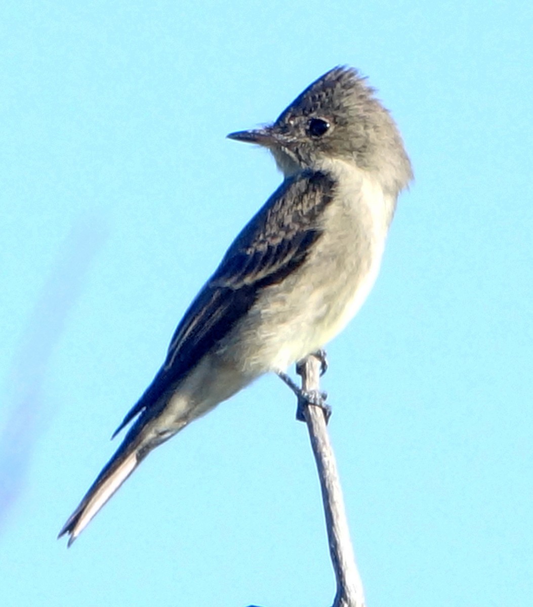 Western Wood-Pewee - Carolyn Ohl, cc