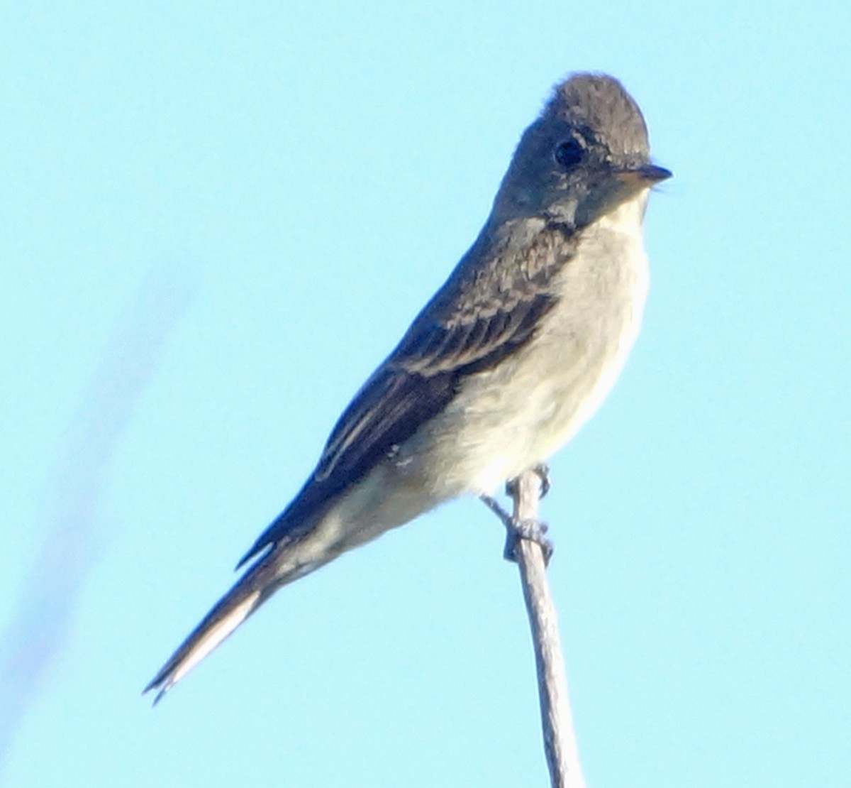 Western Wood-Pewee - ML488458451