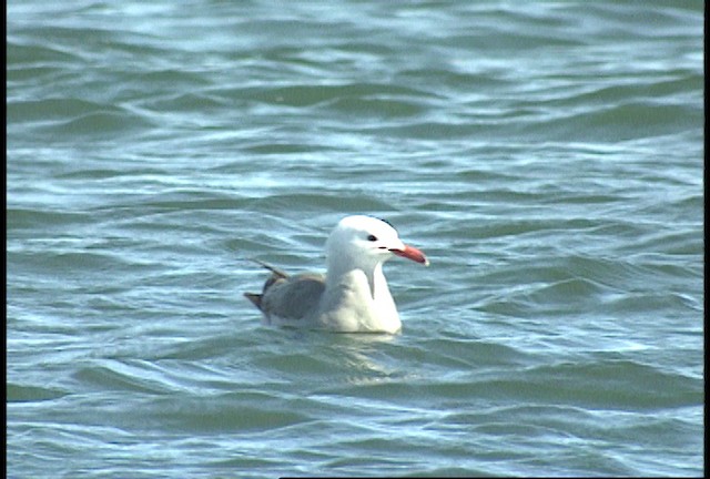 Heermann's Gull - ML488459