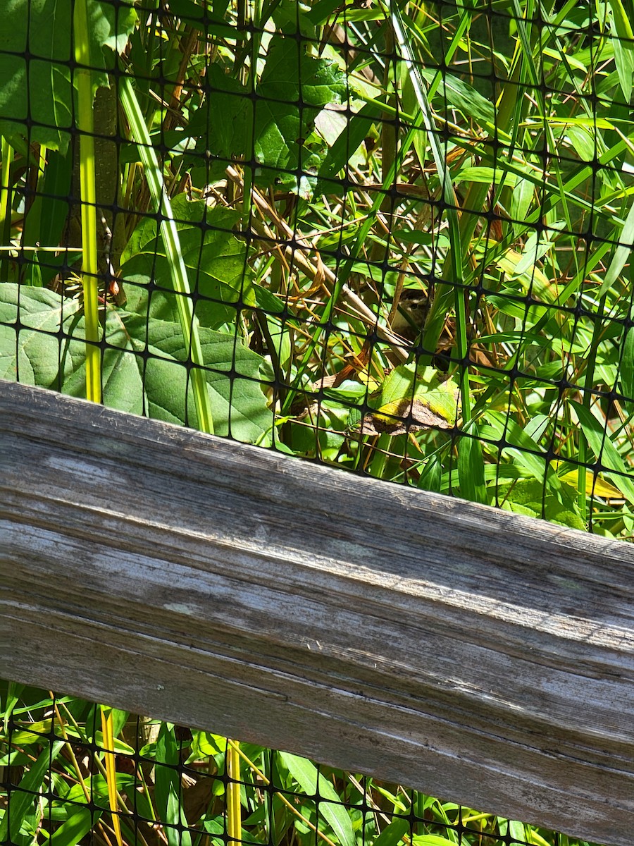 Marsh Wren - ML488459531