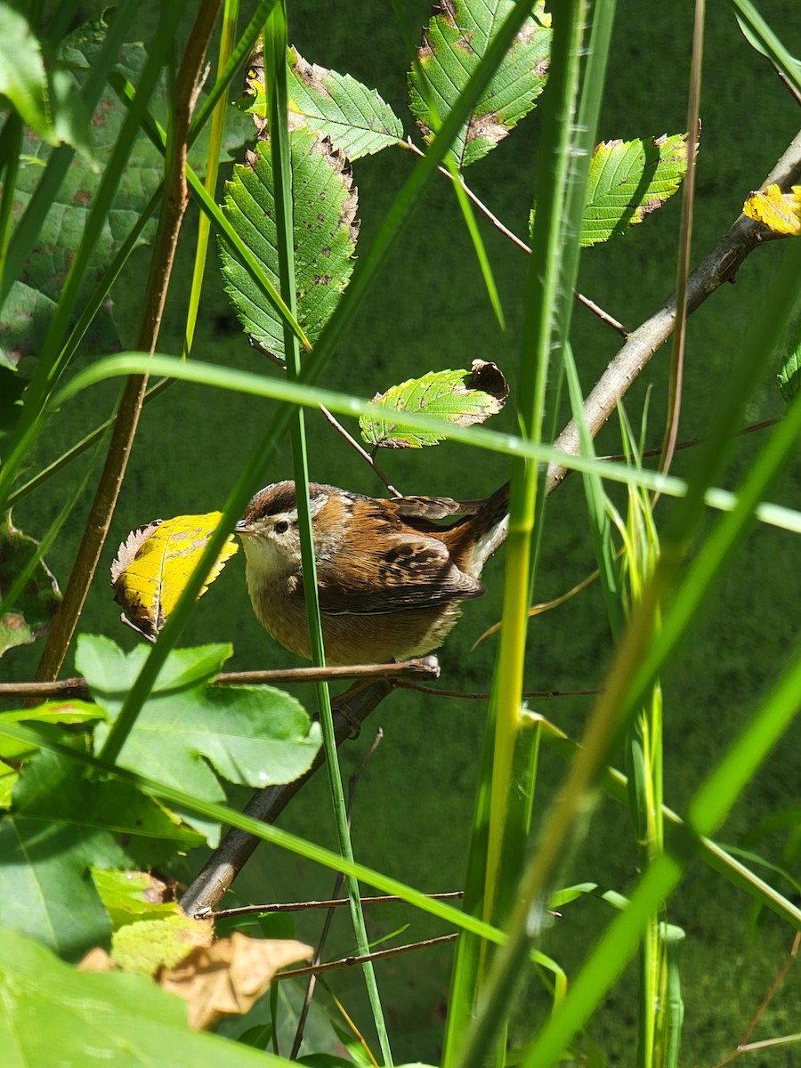 Marsh Wren - ML488459581