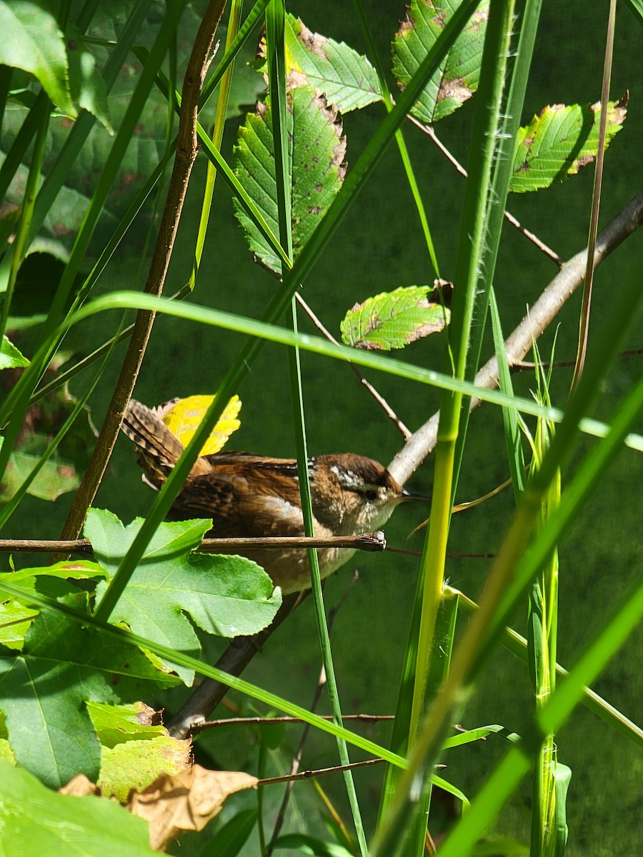 Marsh Wren - ML488459631