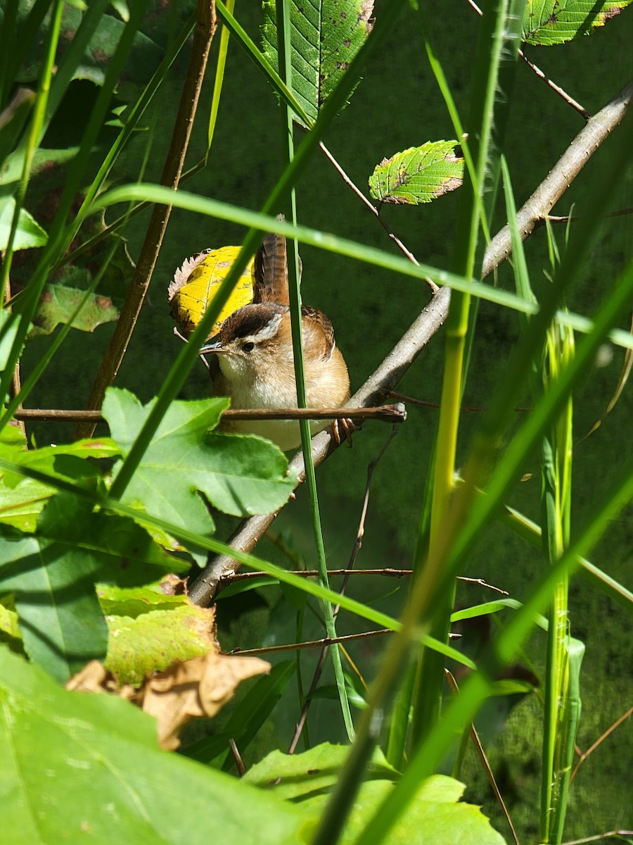 Marsh Wren - ML488459651