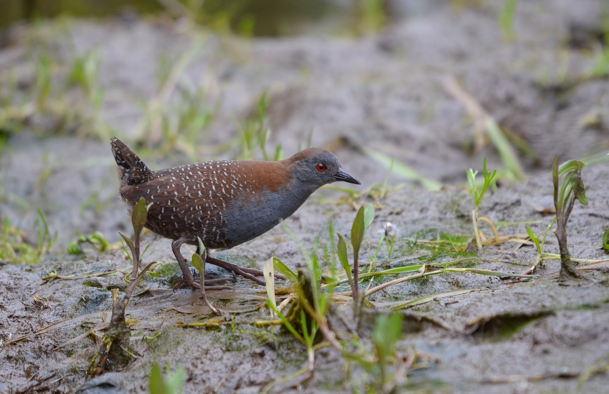 Black Rail - Pablo Gutiérrez Maier