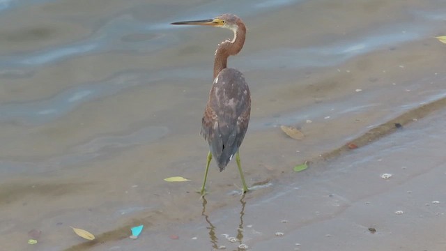 Tricolored Heron - ML488460121