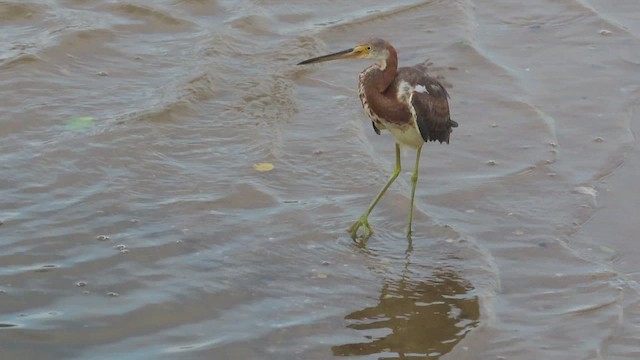 Tricolored Heron - ML488460131