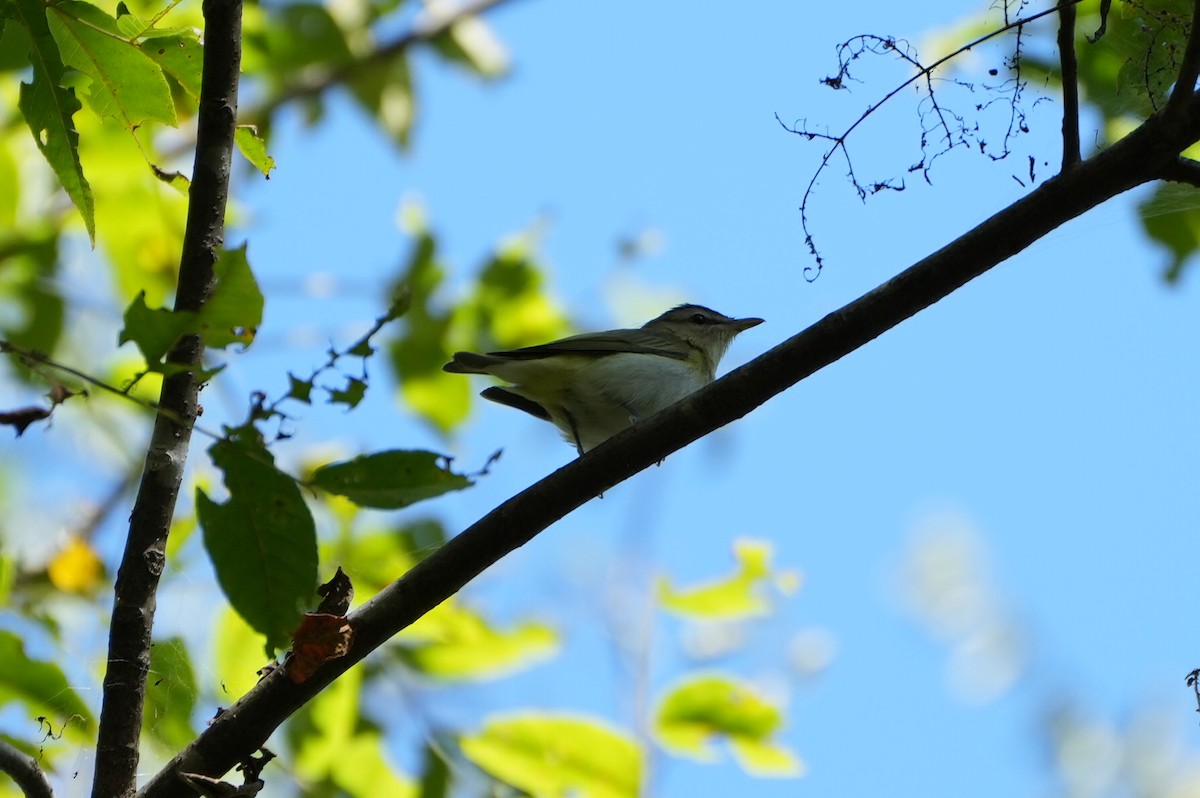 Red-eyed Vireo - ML488460311