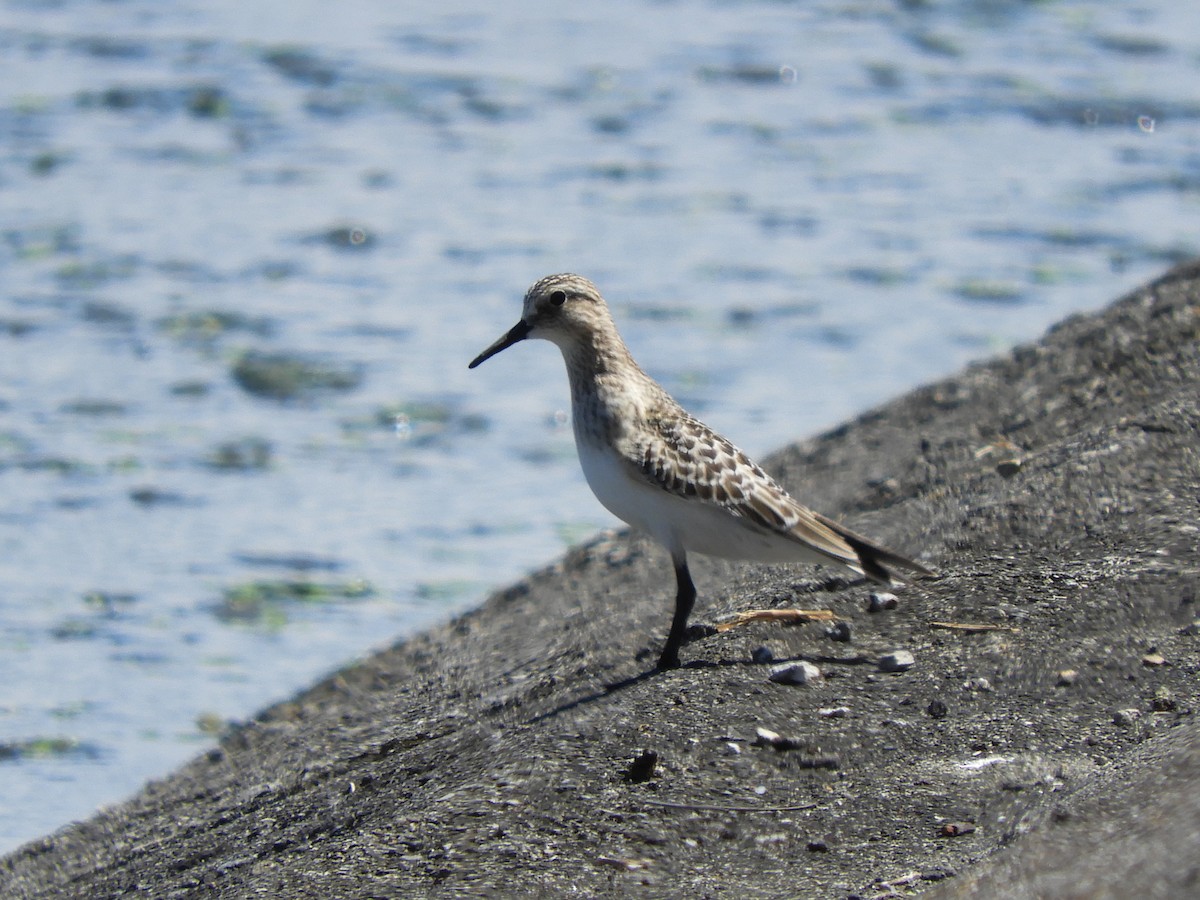 Baird's Sandpiper - ML488460811