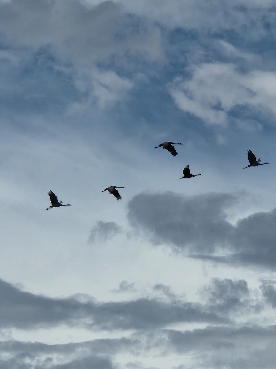 Sandhill Crane - ML488460911