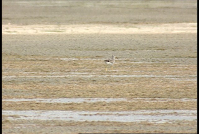 Greater Yellowlegs - ML488461