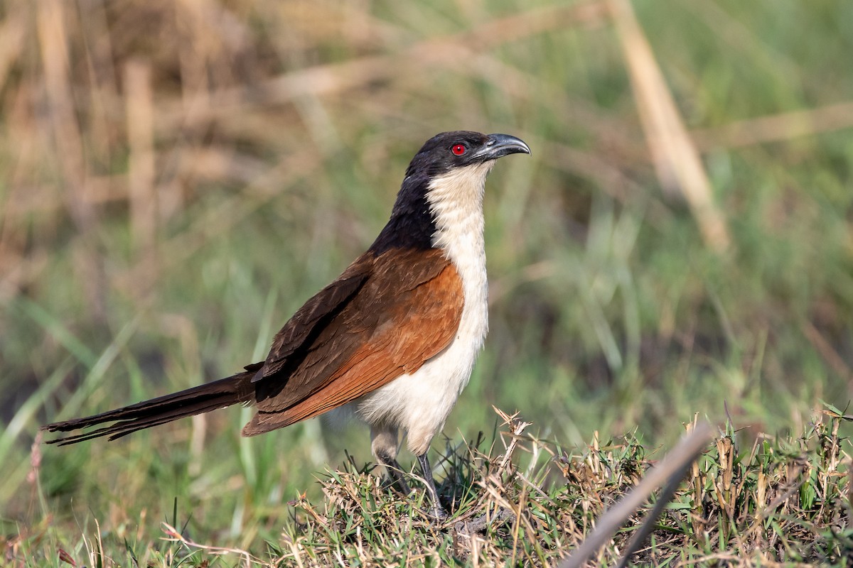 Coppery-tailed Coucal - ML488461681