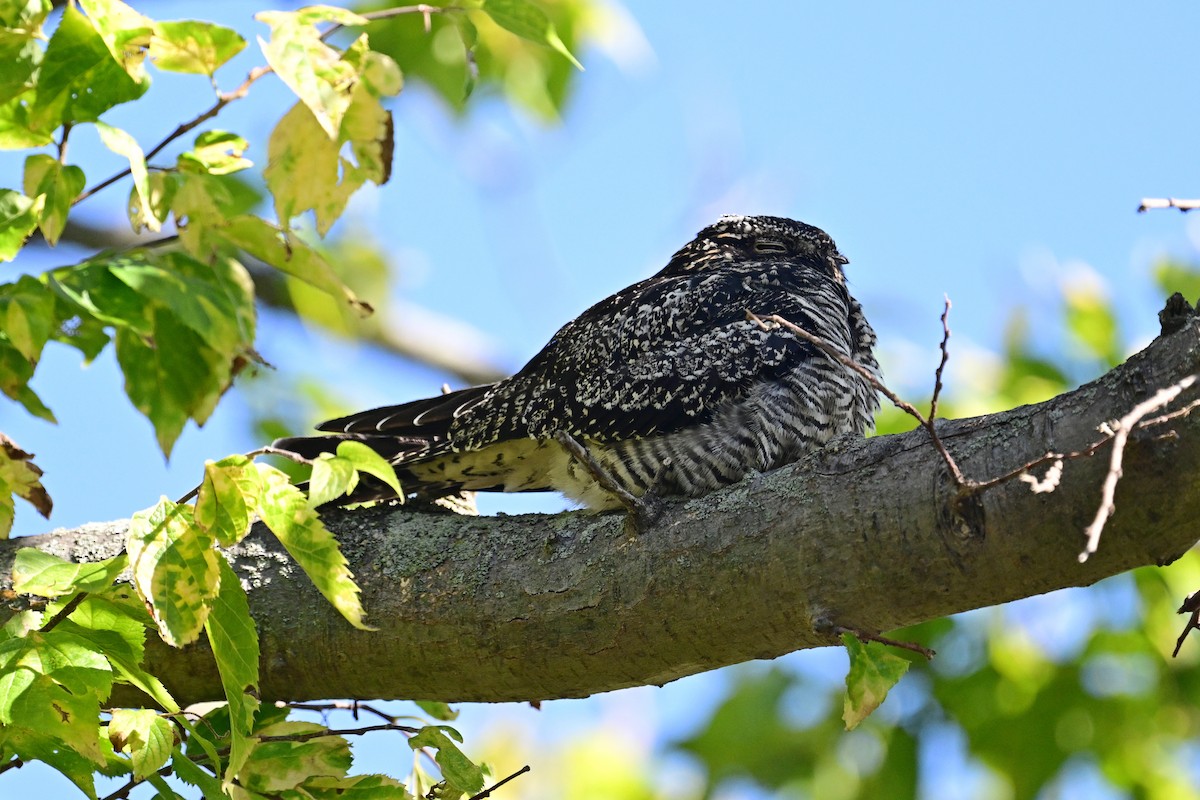 Common Nighthawk - ML488461711