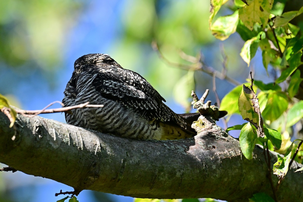 Common Nighthawk - ML488461771
