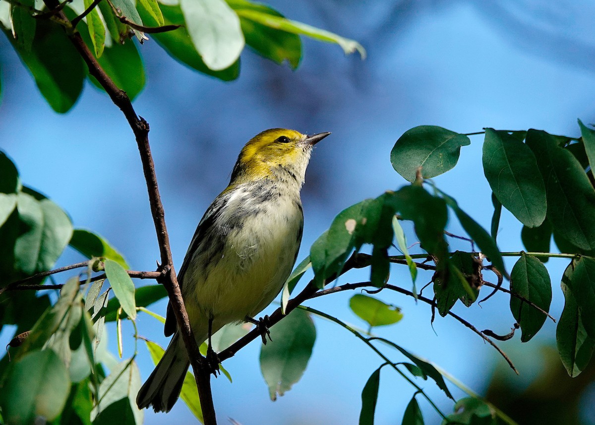 Black-throated Green Warbler - ML488461781