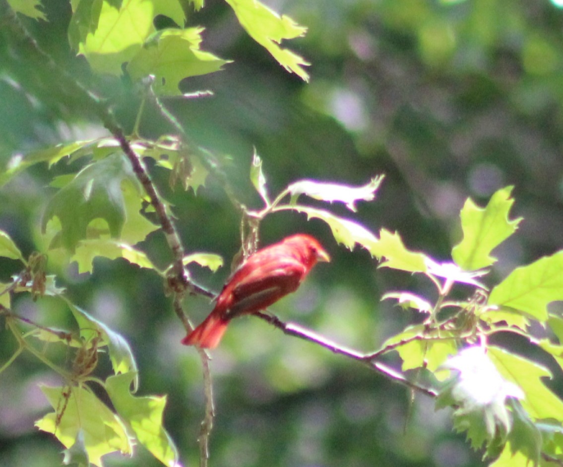 Summer Tanager - Brian Stephan
