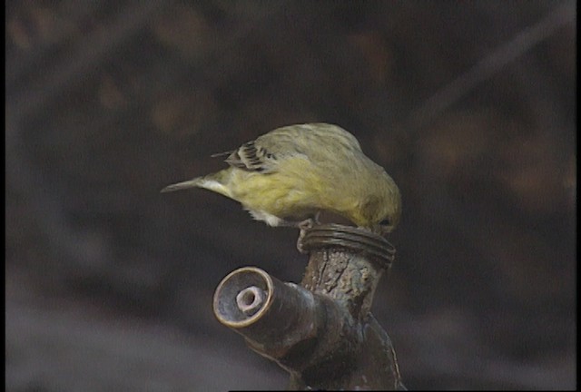 Lesser Goldfinch - ML488462