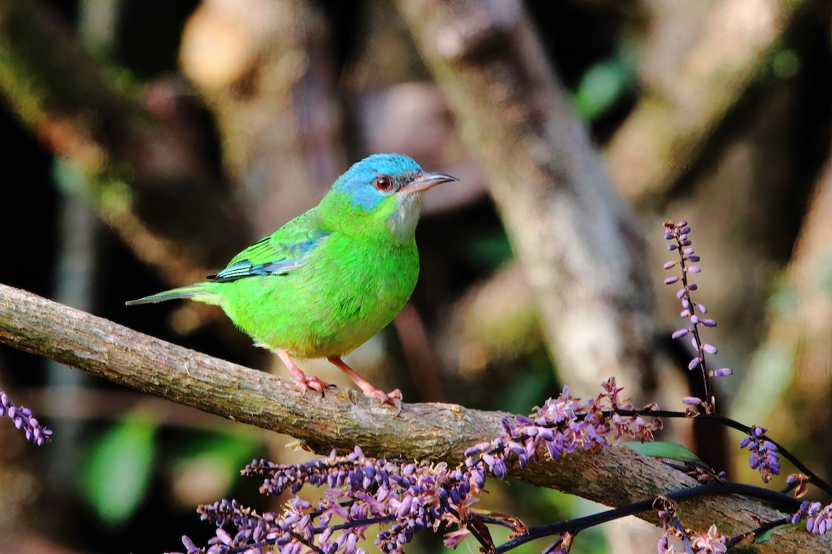 Blue Dacnis - Fabio Landmeier