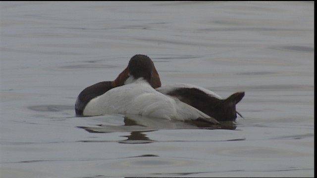 Canvasback - ML488463